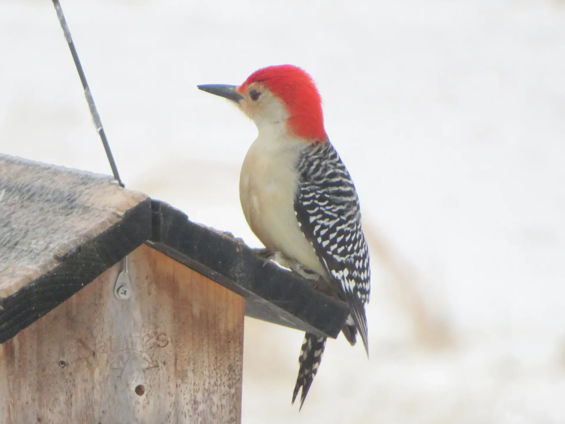 Red-headed woodpecker perched on a wooden bird feeder against a snowy background