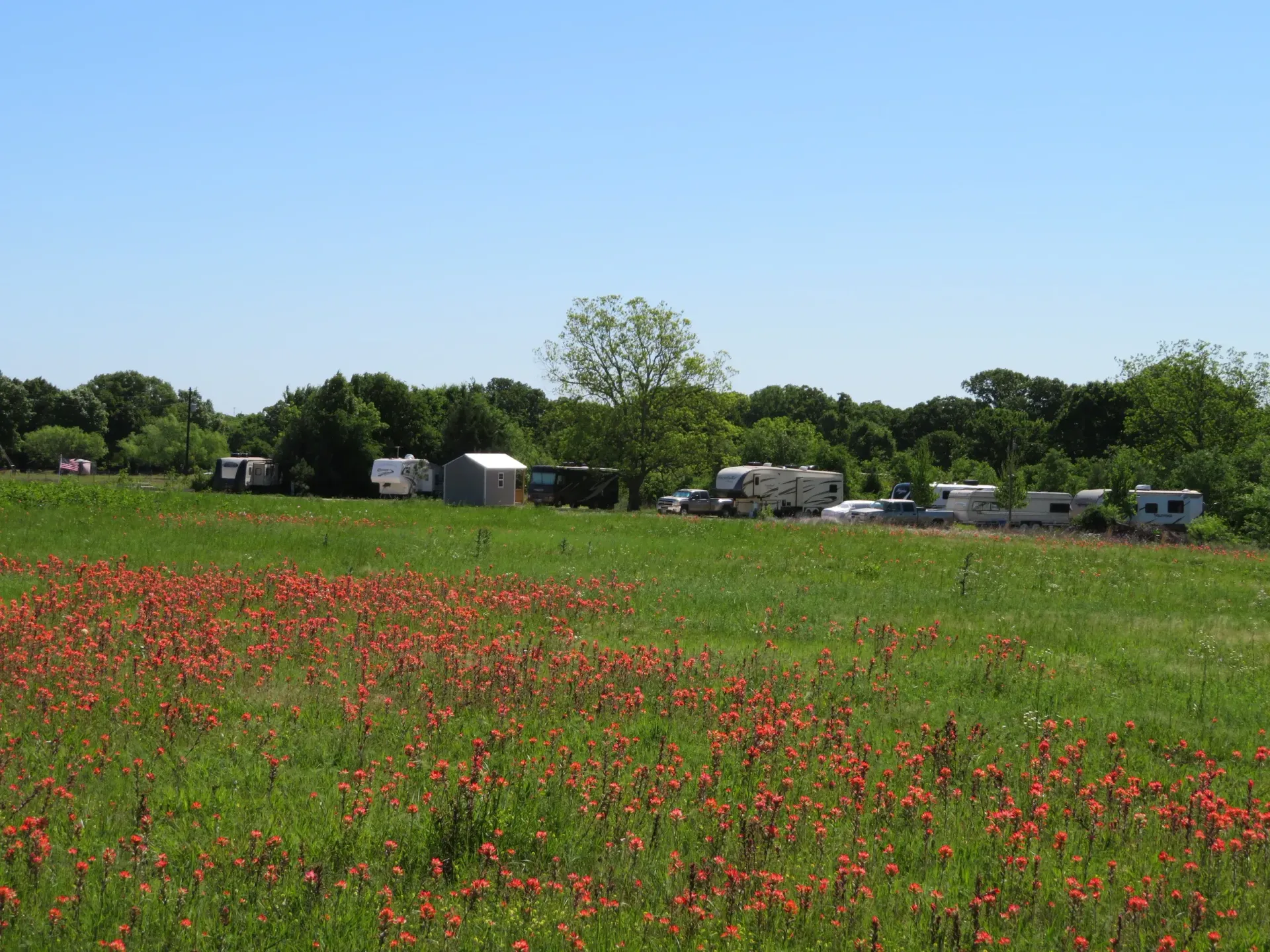 Wildflower meadow with red poppies, trees, and parked RVs under a blue sky