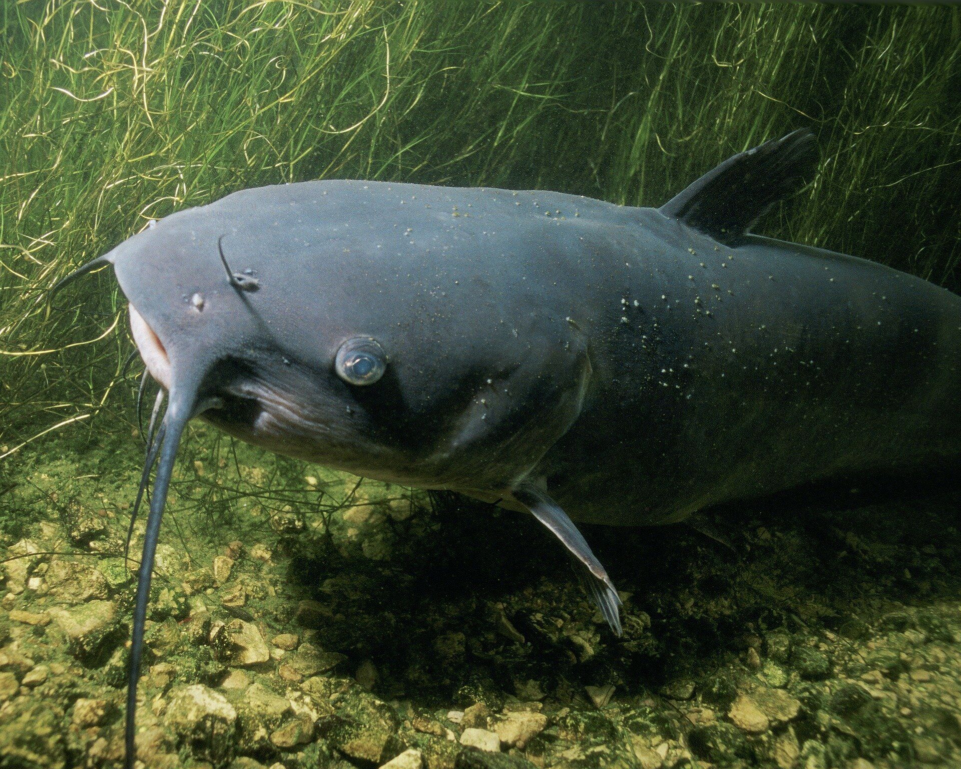 Catfish underwater over green plants and rocky bottom