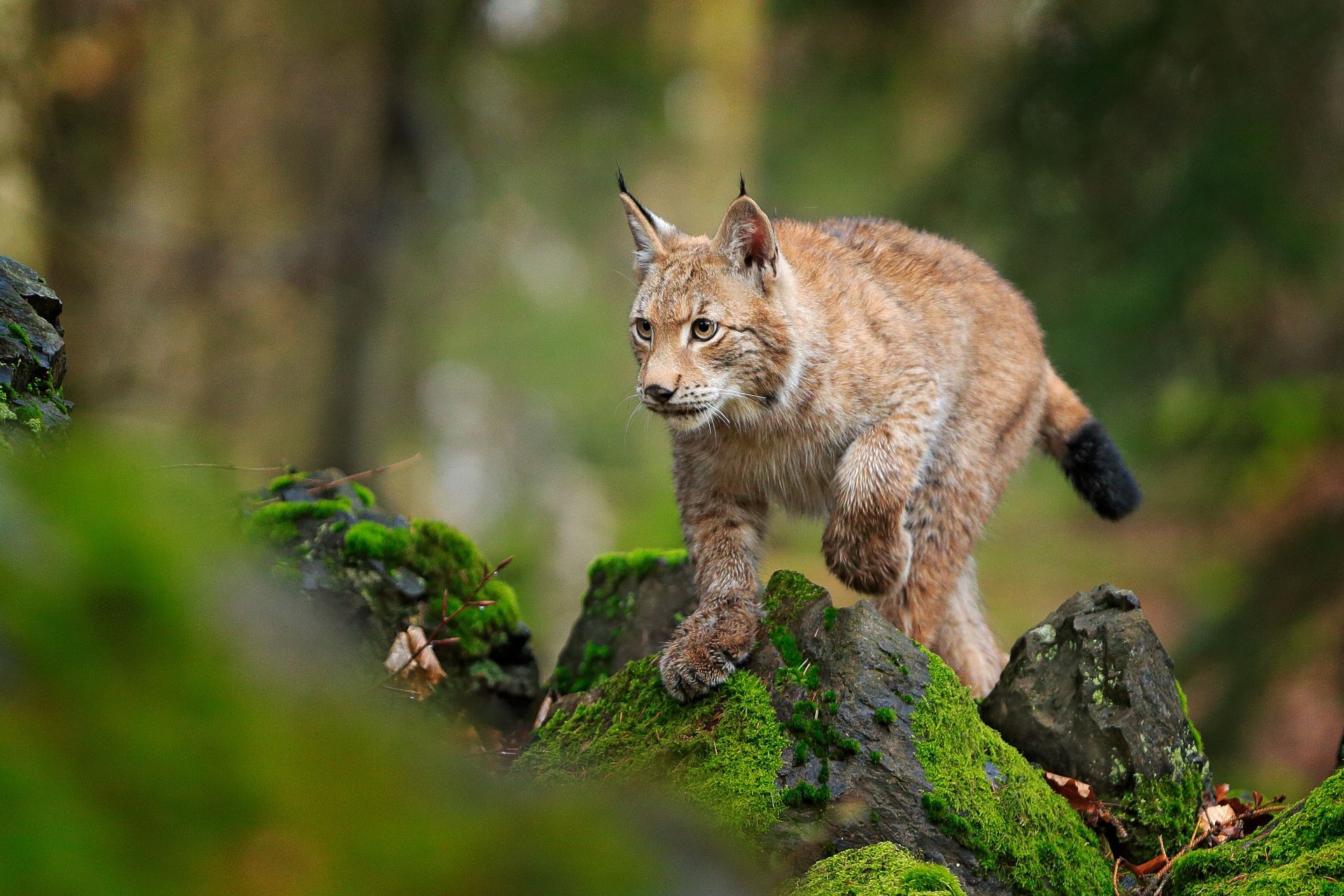 Lynx standing on mossy rocks in a blurred forest setting
