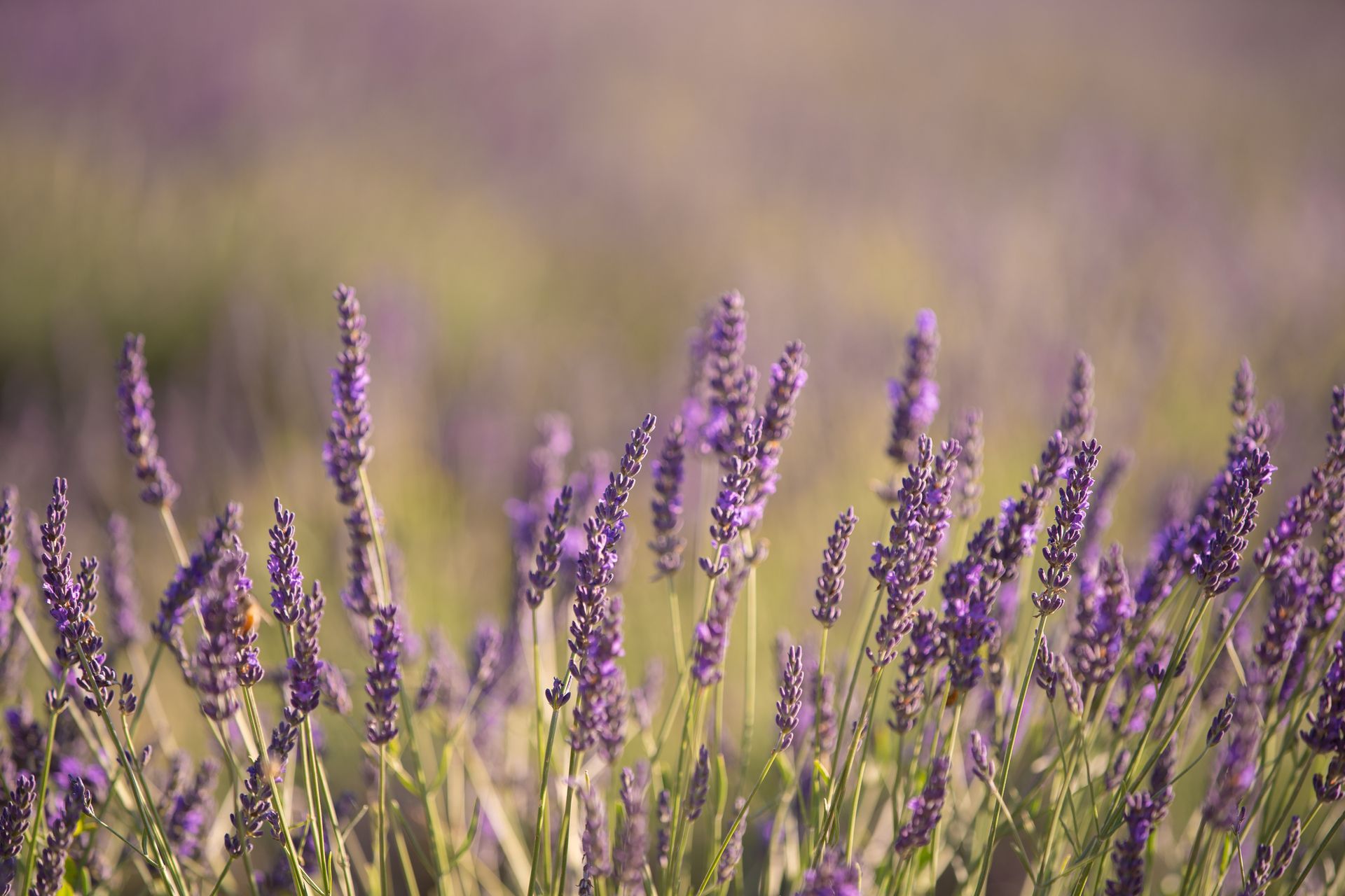 Purple wildflowers swaying in a blurred meadow background