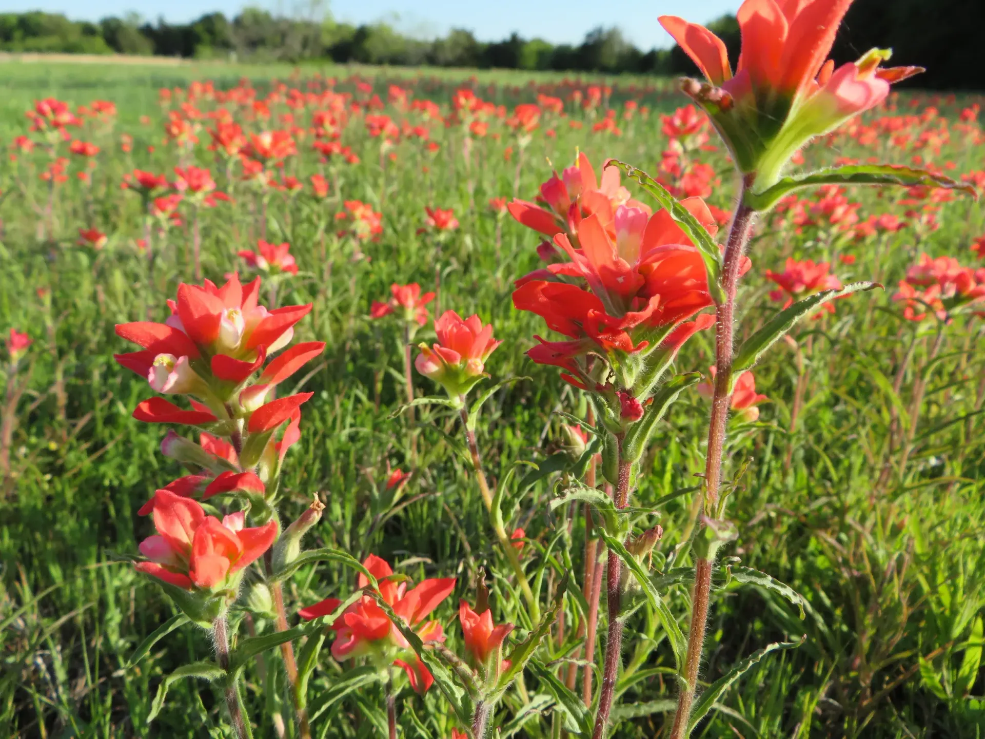 Red wildflowers blooming in a green meadow under bright daylight