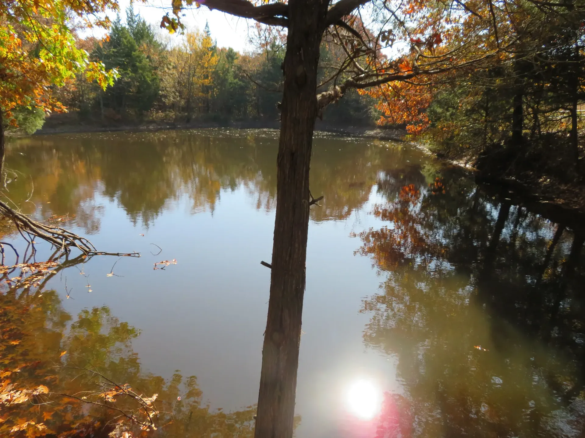 Calm pond reflecting autumn trees and a bright sun, with a tree trunk centered in the foreground