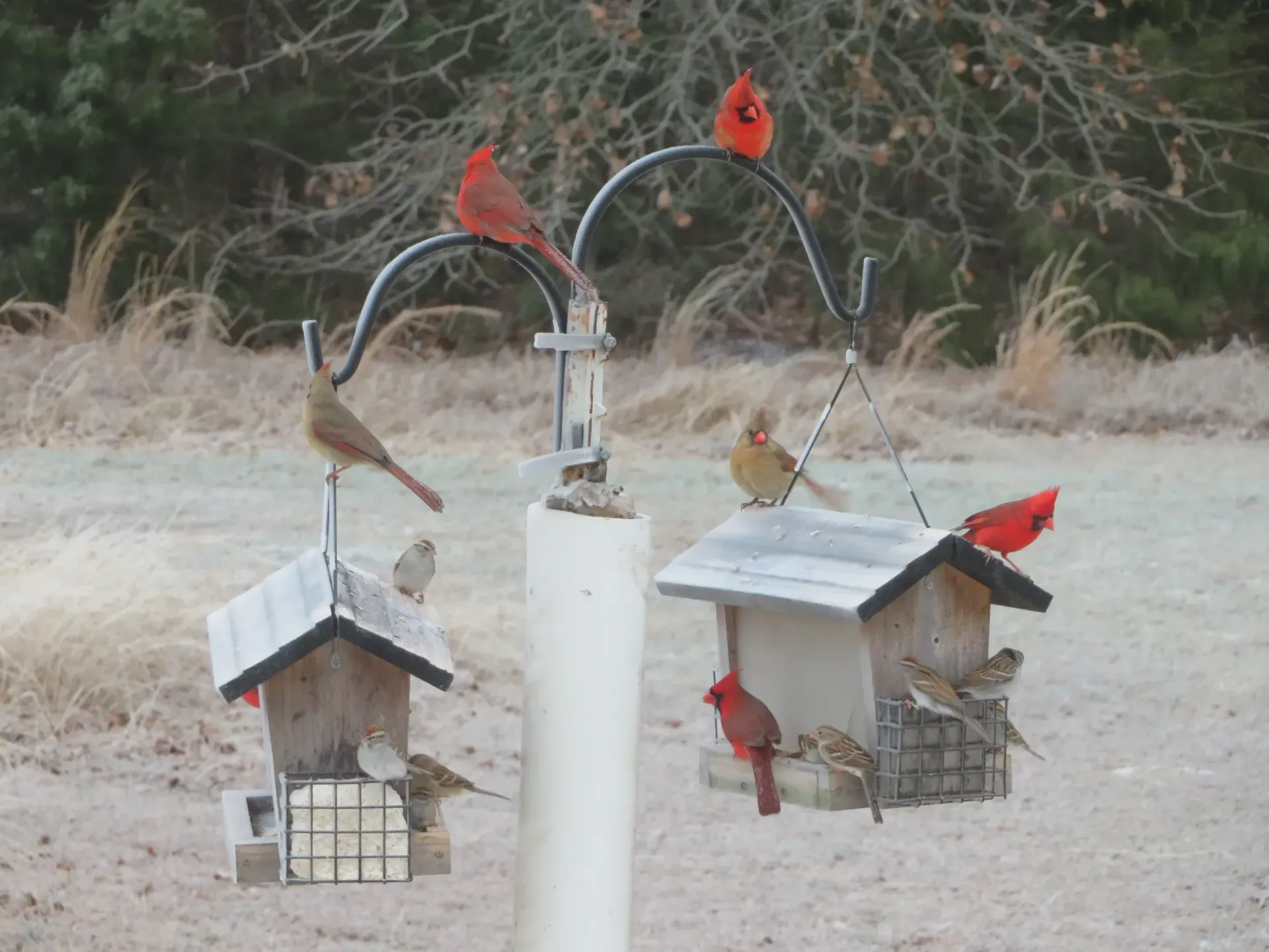 Bird feeders with red cardinals perched on and around them in a wintery yard