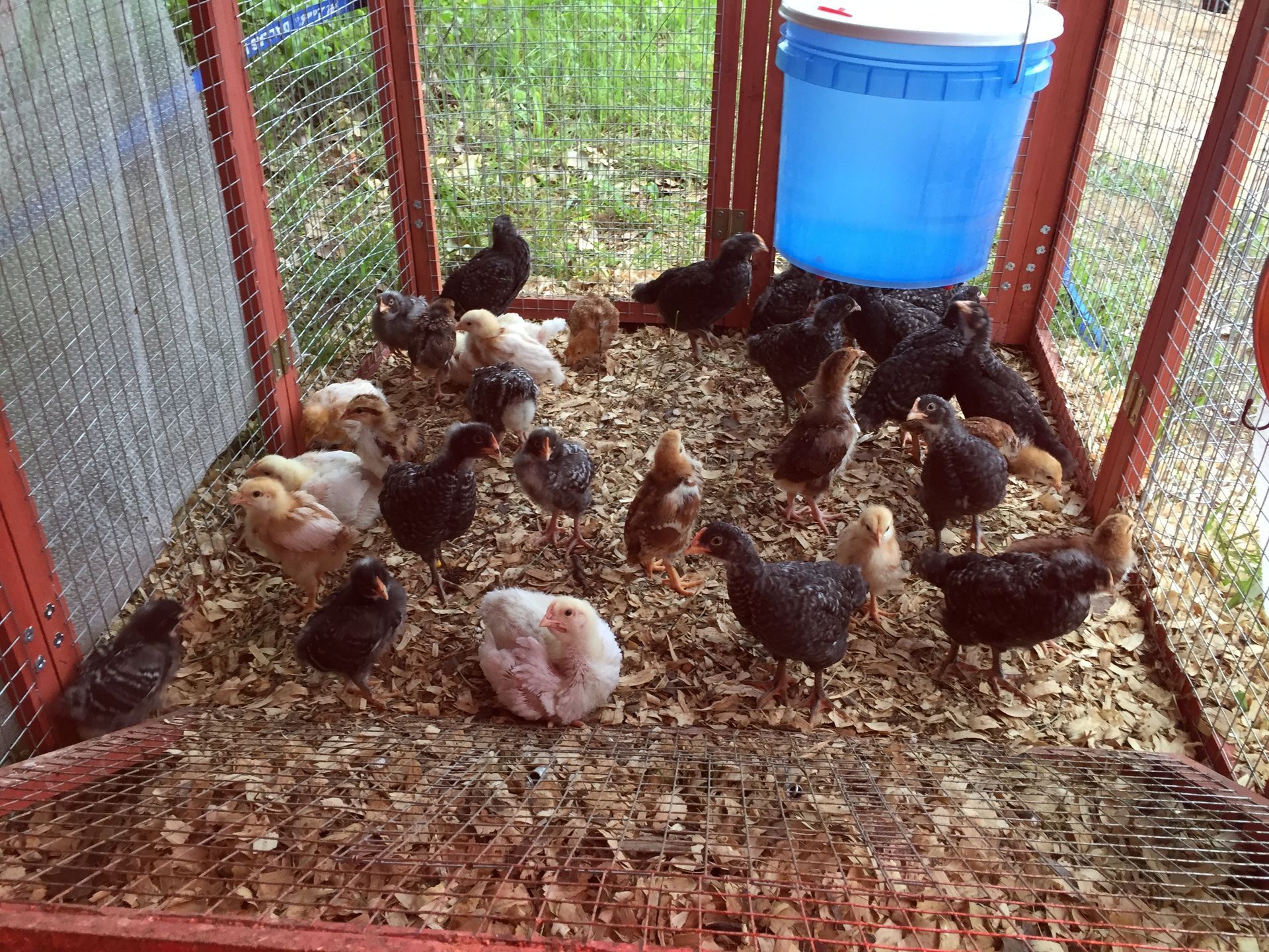 Chickens and chicks inside a fenced coop around a blue water barrel on wood shavings.