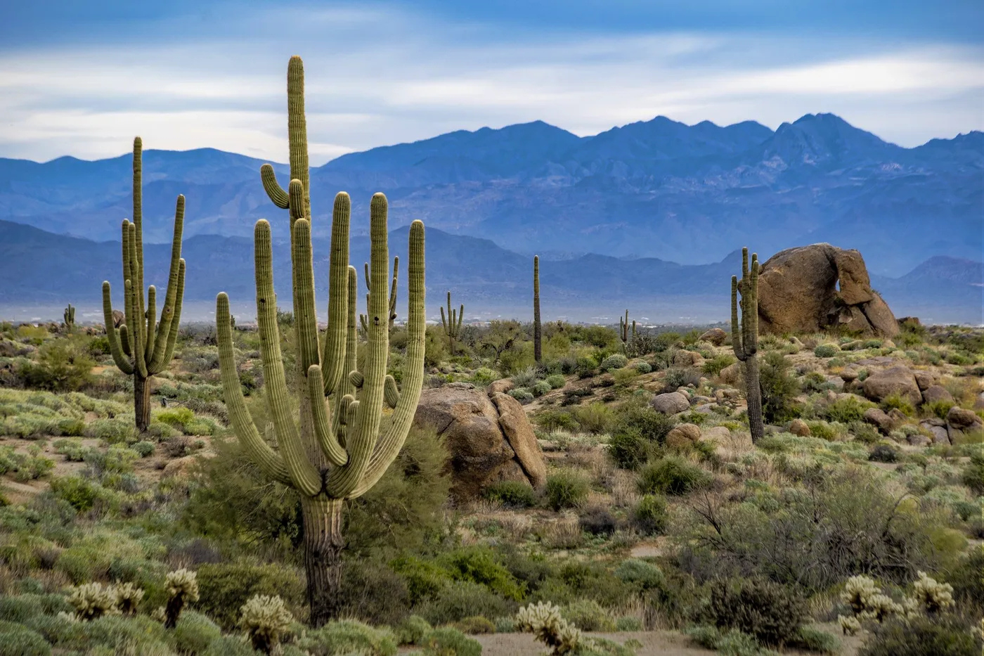 Cacti in a desert landscape with mountains in the background under a cloudy sky.