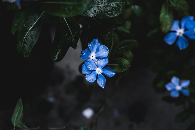 Send Flowers