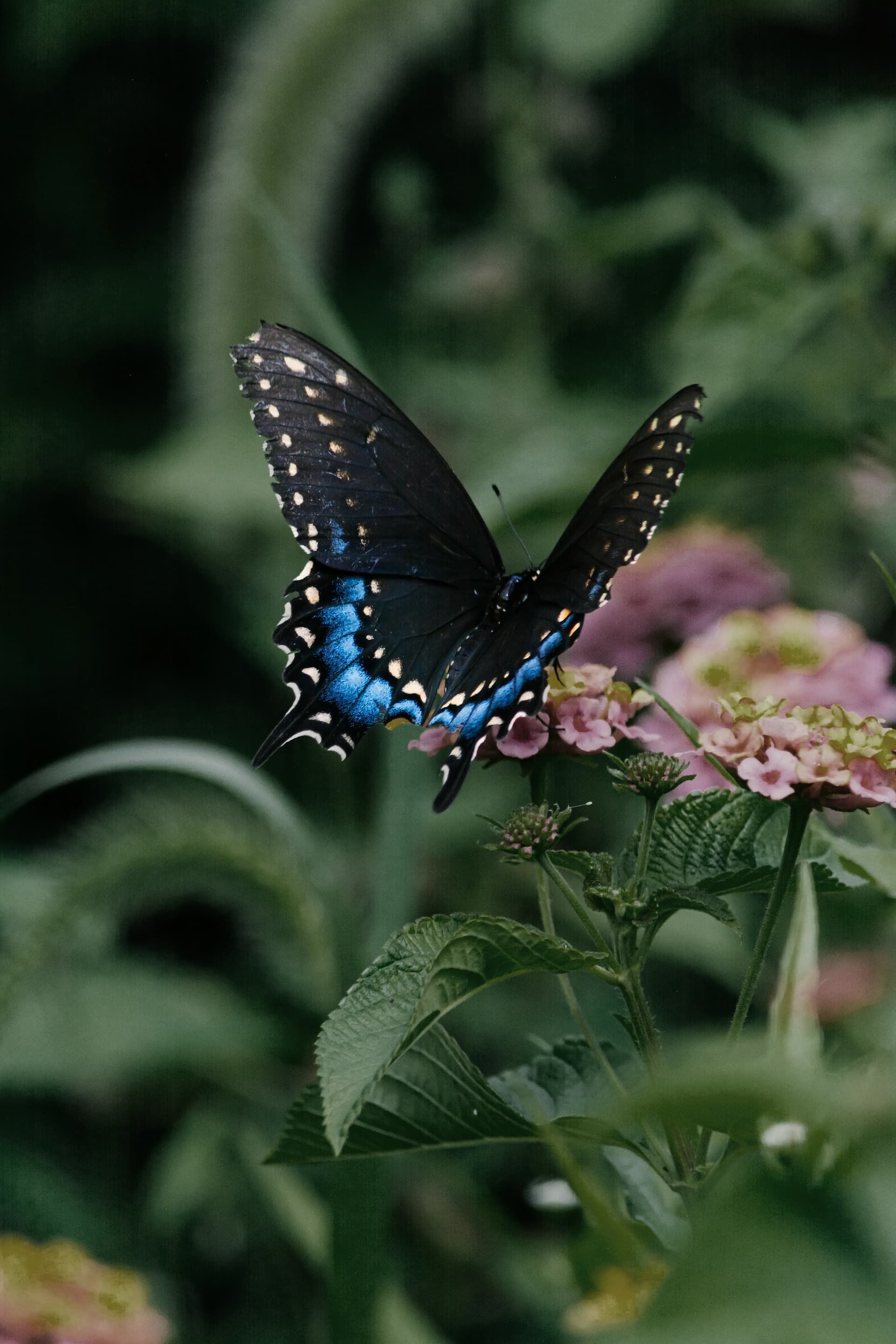 Obits Funeral Home And Cremations Providence UT
