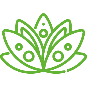 A green line drawing of a lotus flower on a white background.