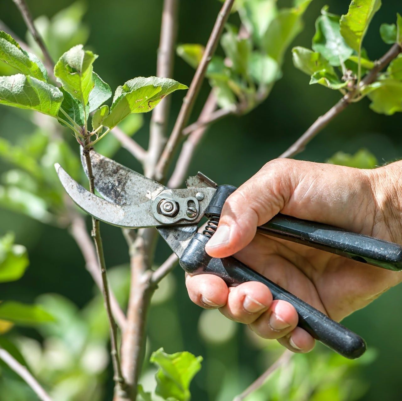Tree Trimming — JR Flores Landscape Services in Highlands, TX Tree Trimming — JR Flores Landscape Services in Highlands, TX