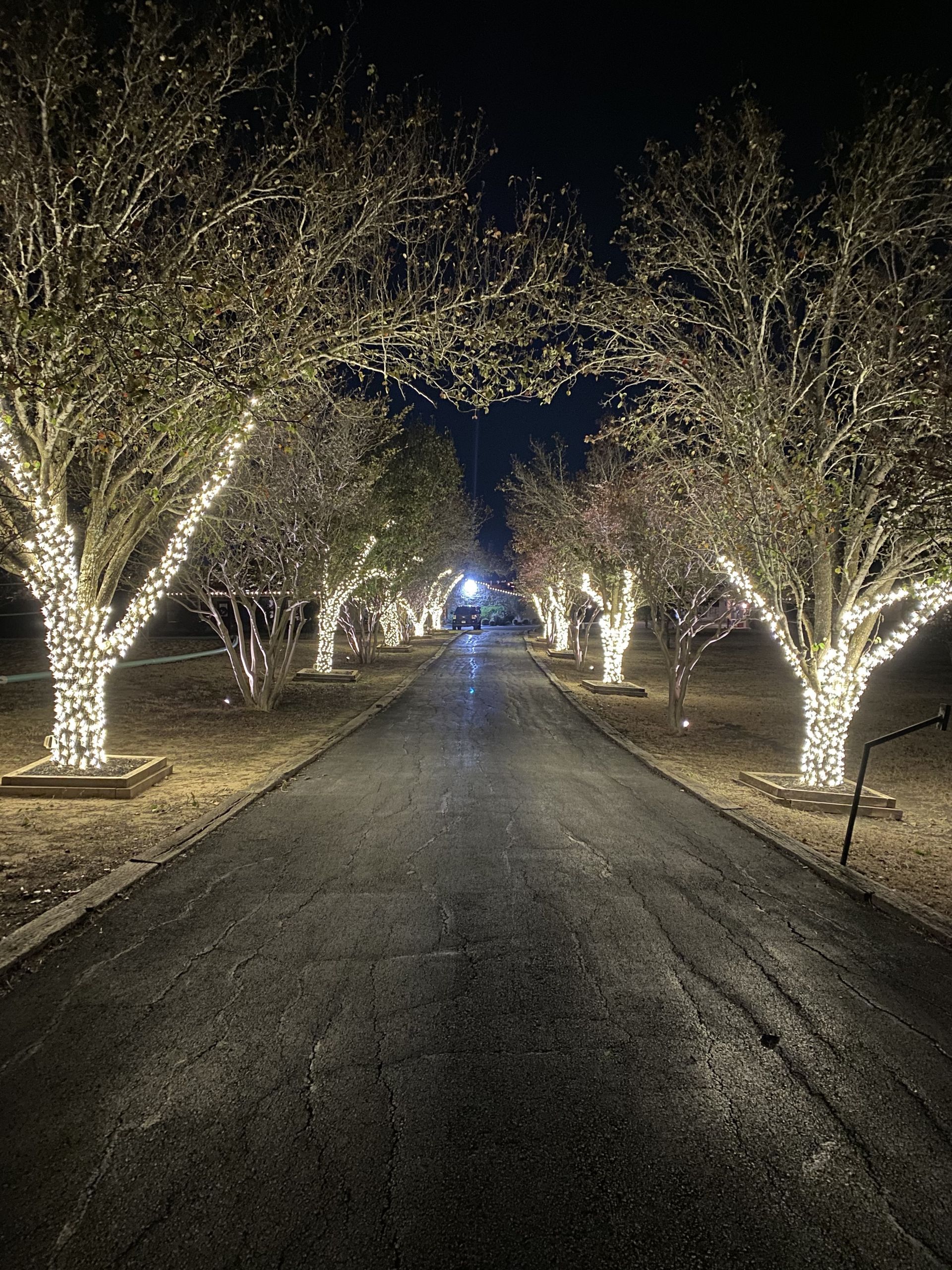 A dark, paved road lined with trees wrapped in white lights at night.