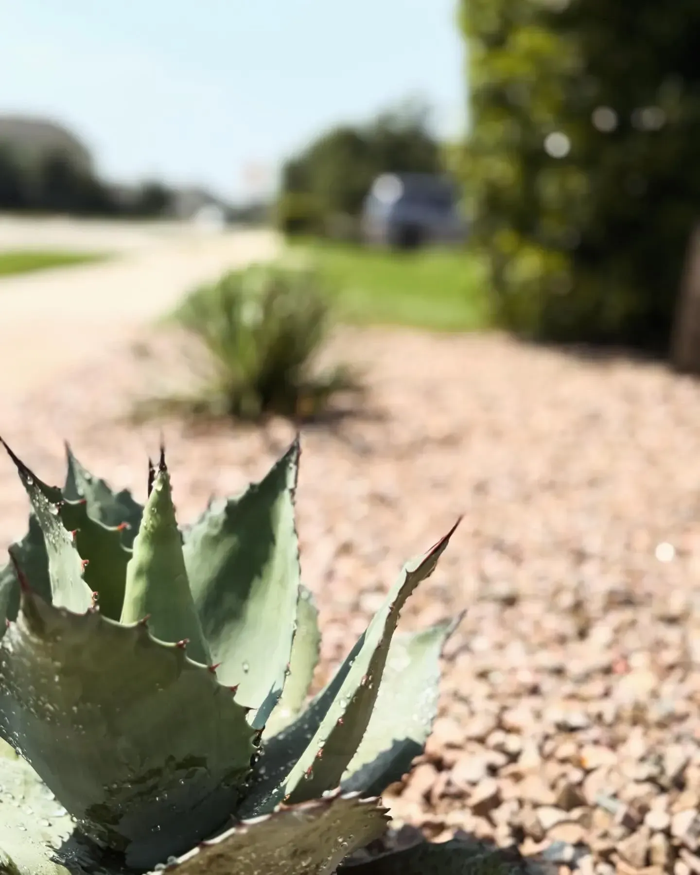 Desert landscape in round rock tx