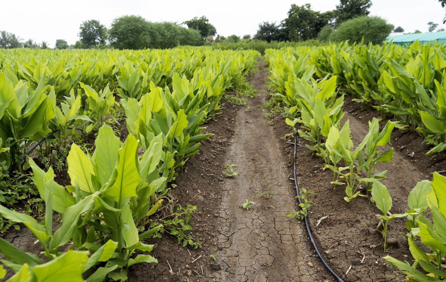Drip irrigation central texas