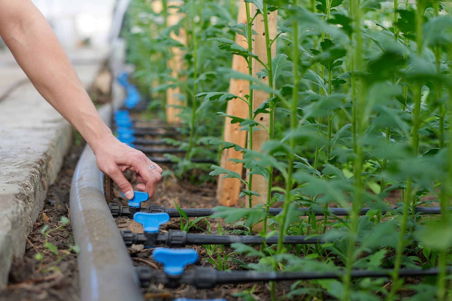 Drip irrigation round rock texas