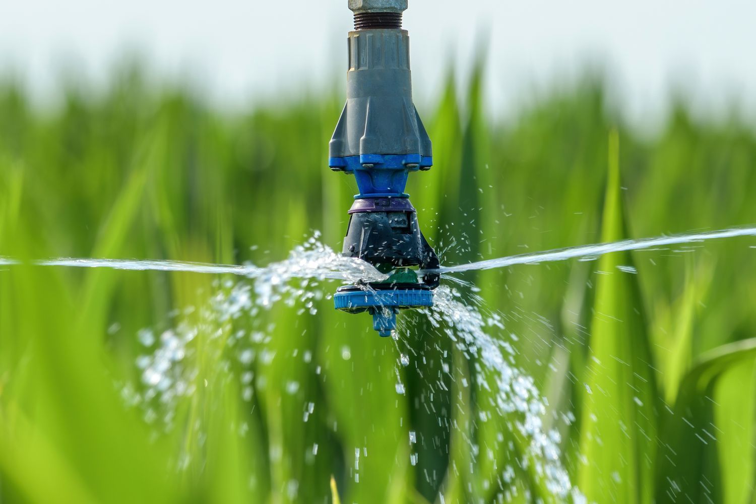 Drip irrigation texas