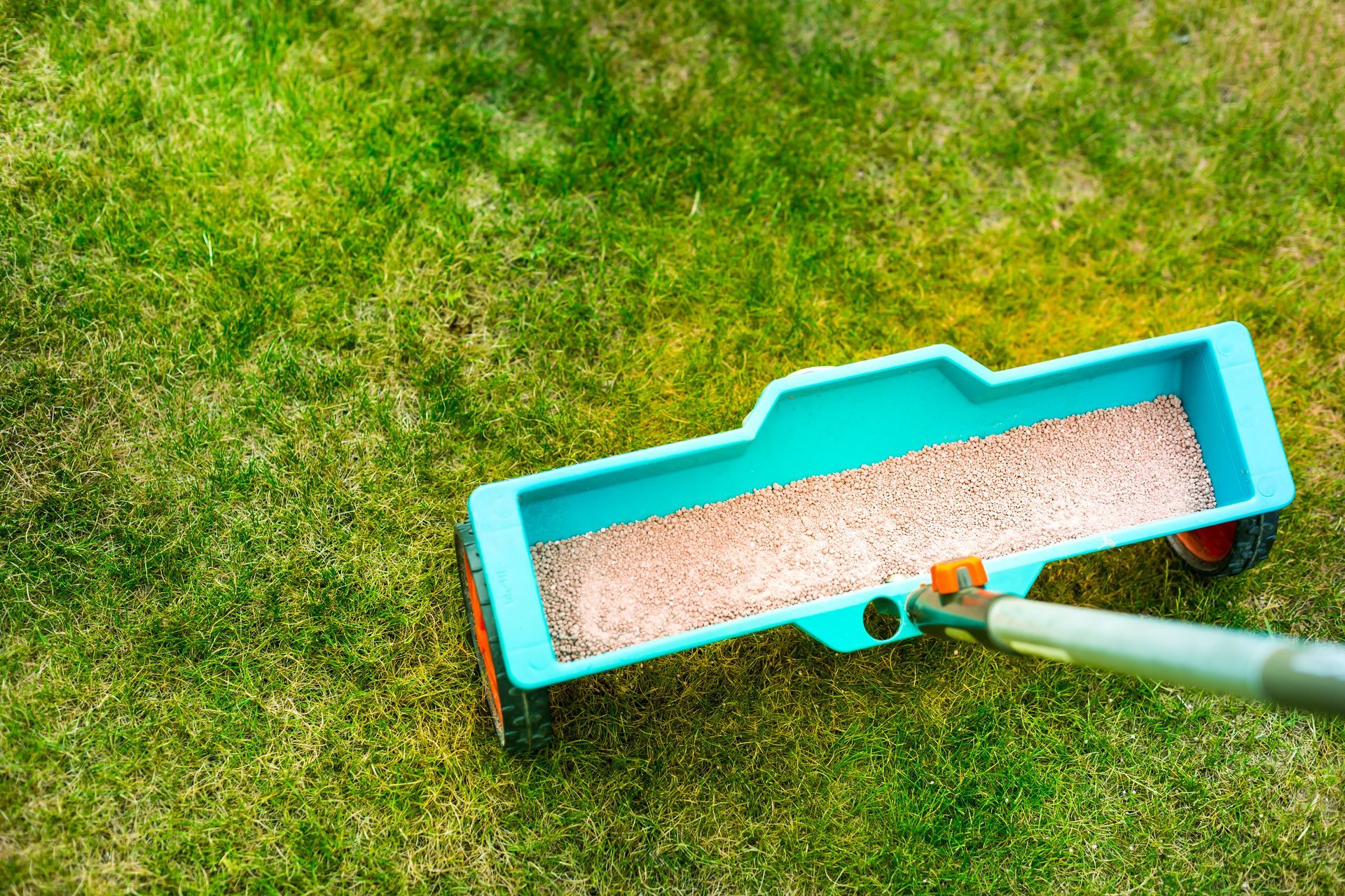 A person spreading granular fertilizer on a green lawn with a blue spreader.