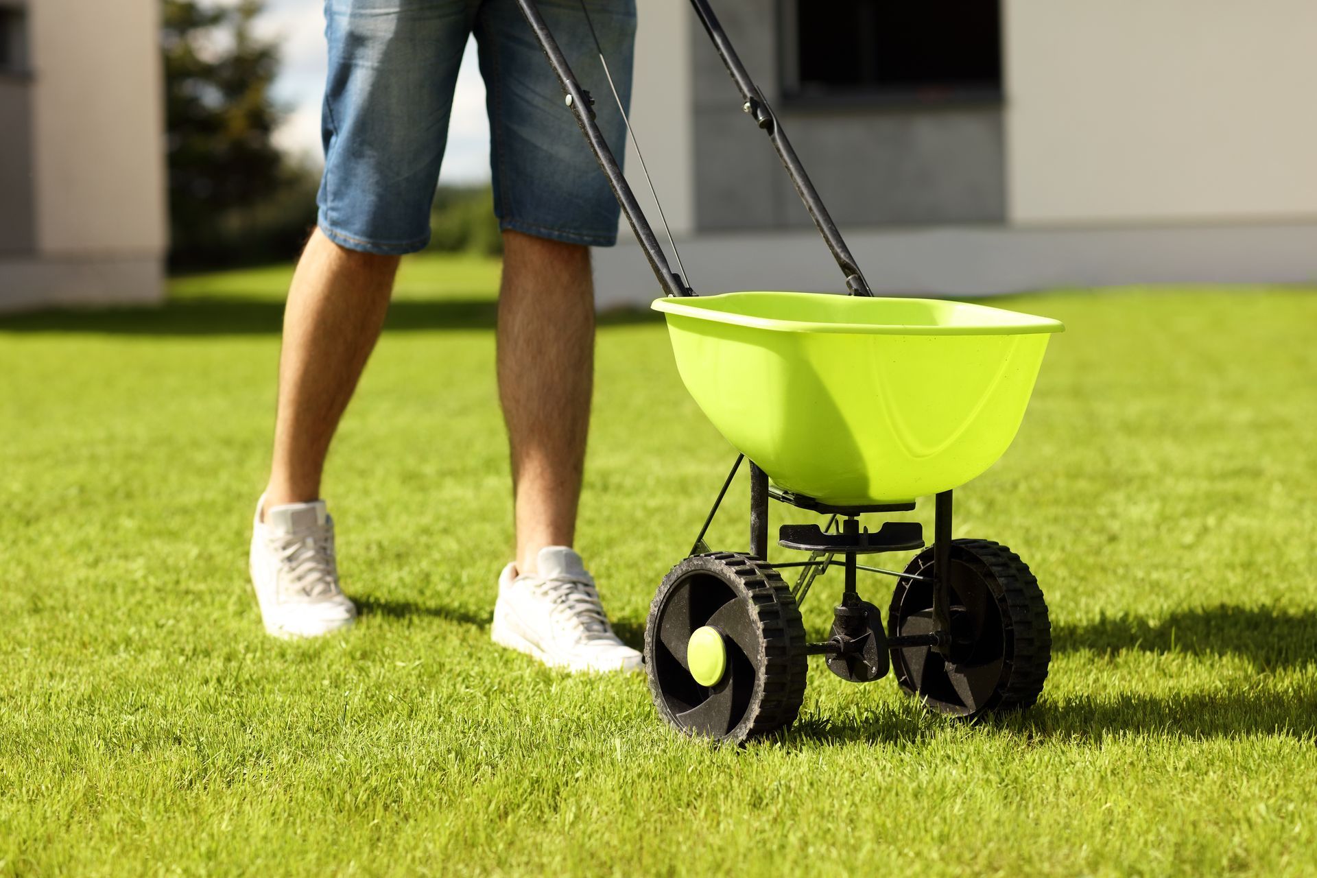 A person in jean shorts using a lime green lawn spreader on a green lawn.