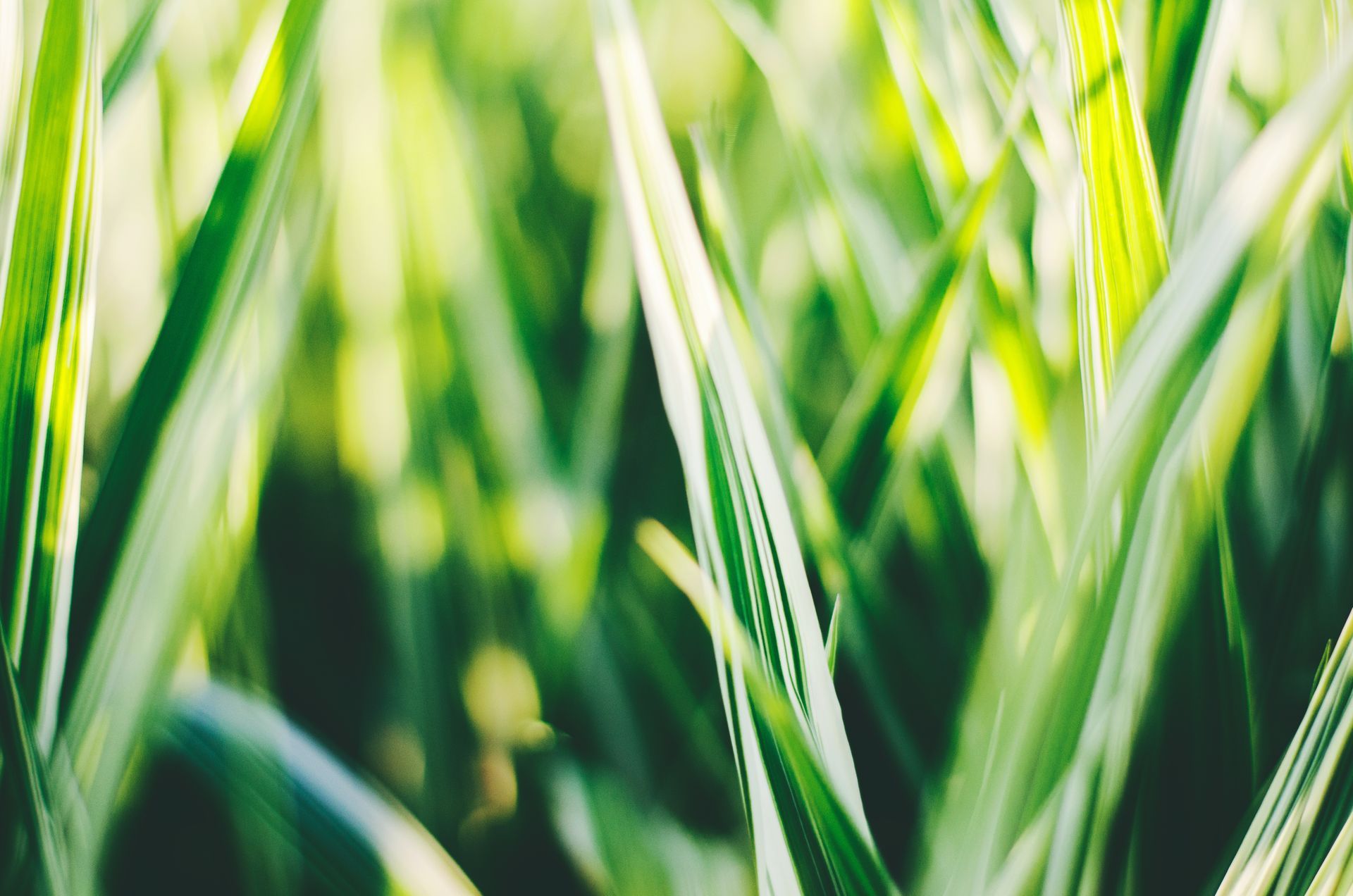 Promoting healthy plant growth through irrigation  in Round Rock