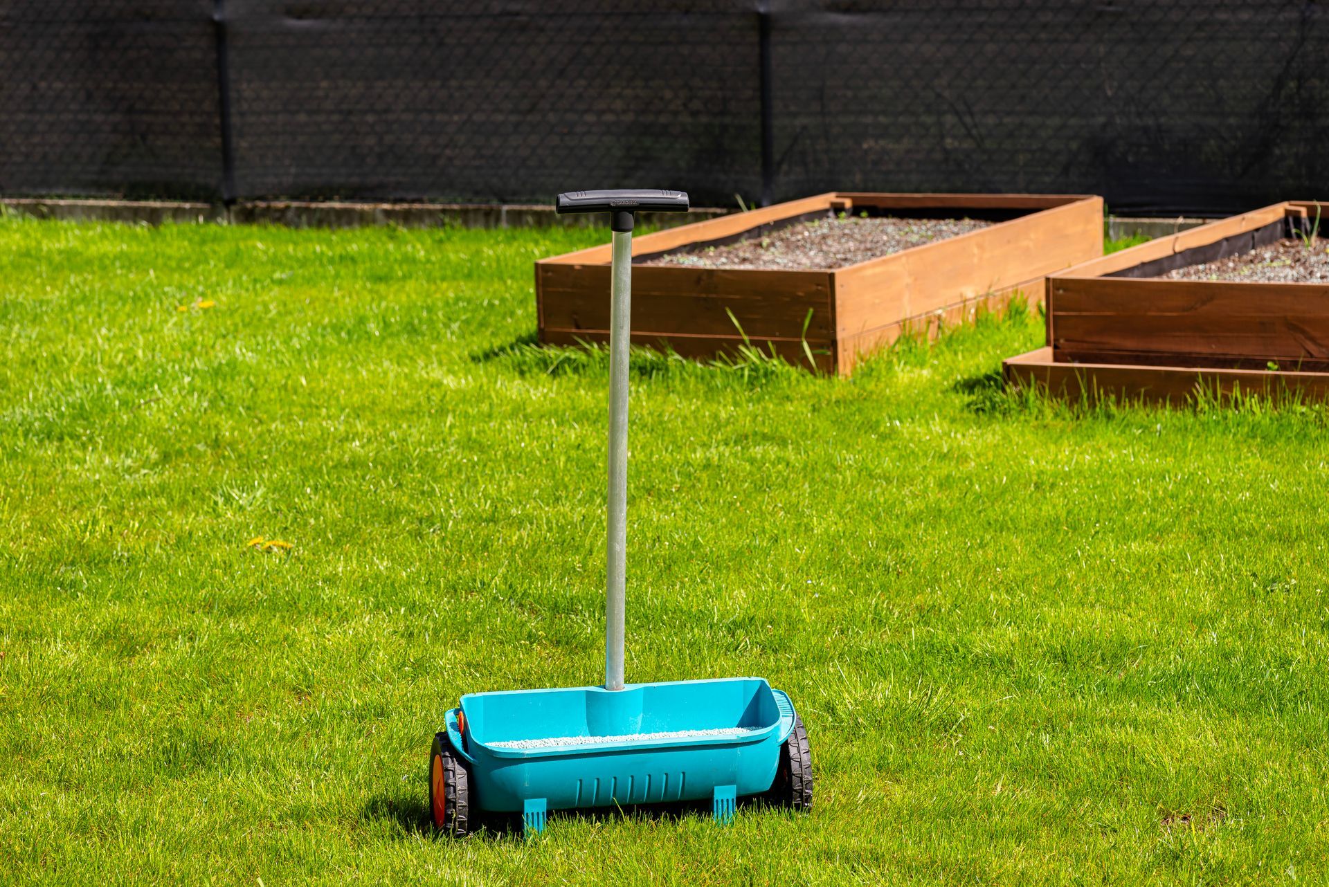 Blue lawn spreader on green grass in front of raised garden beds.