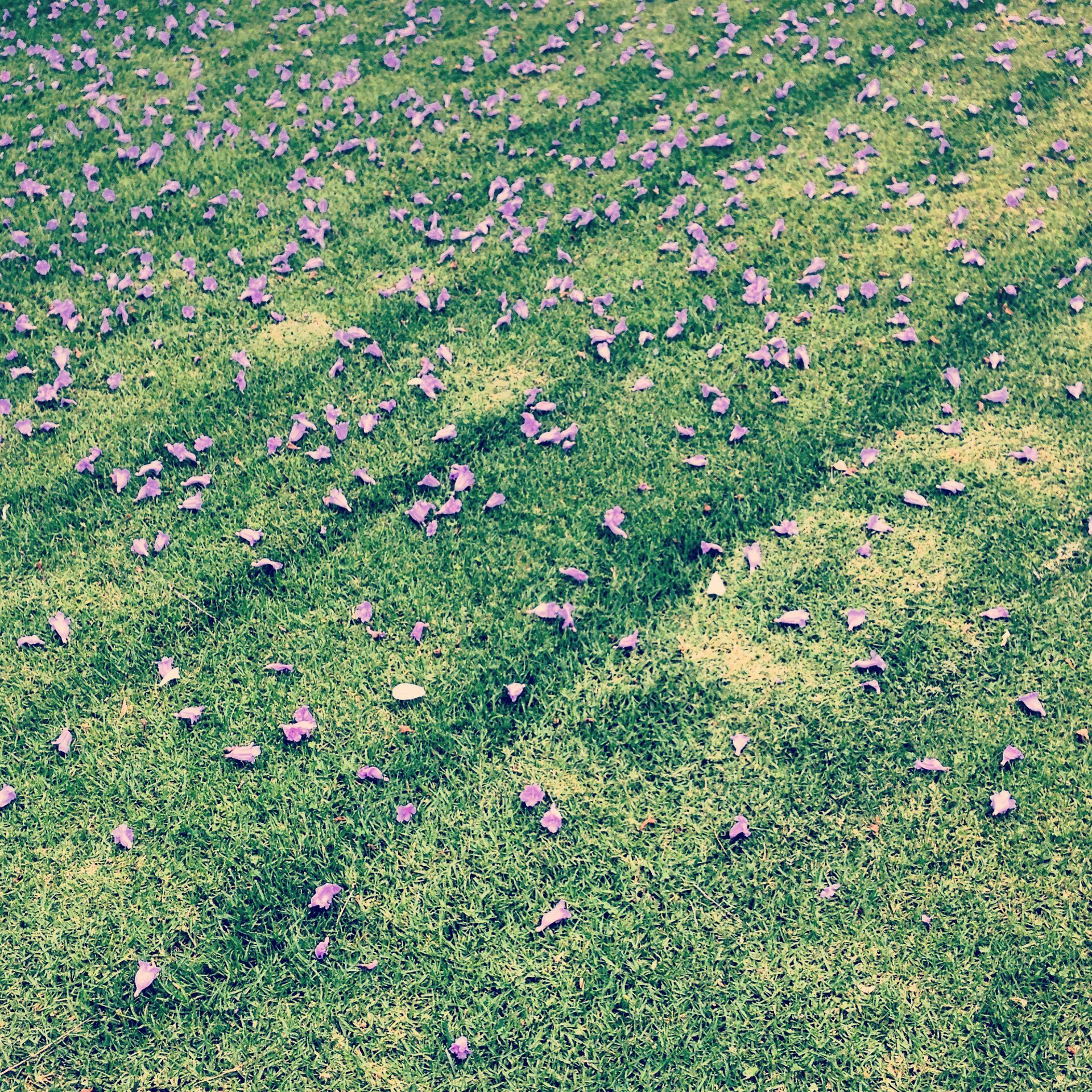 Green grass scattered with purple flower petals, with shadows.