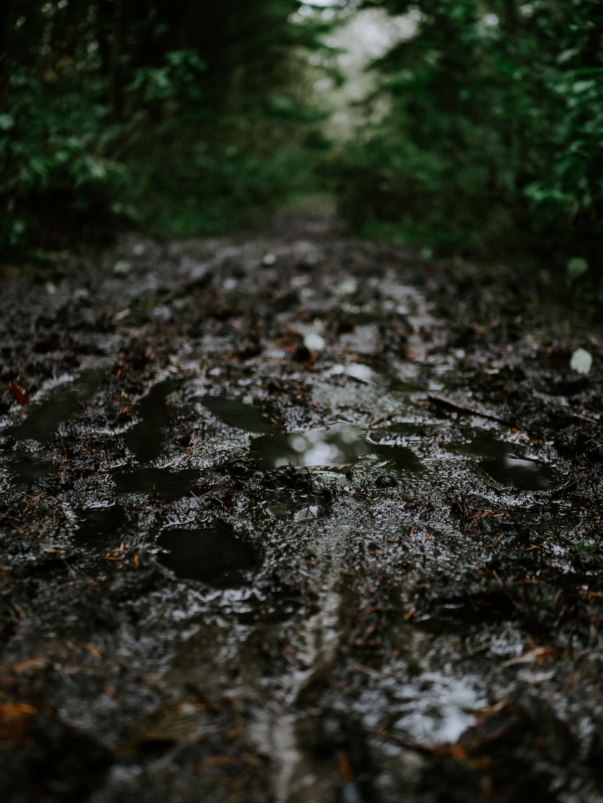 Muddy trail leading into a dark, green forest, showing footprints and puddles.