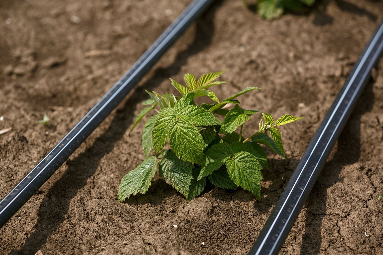 Round Rock Central Texas Drip Irrigation