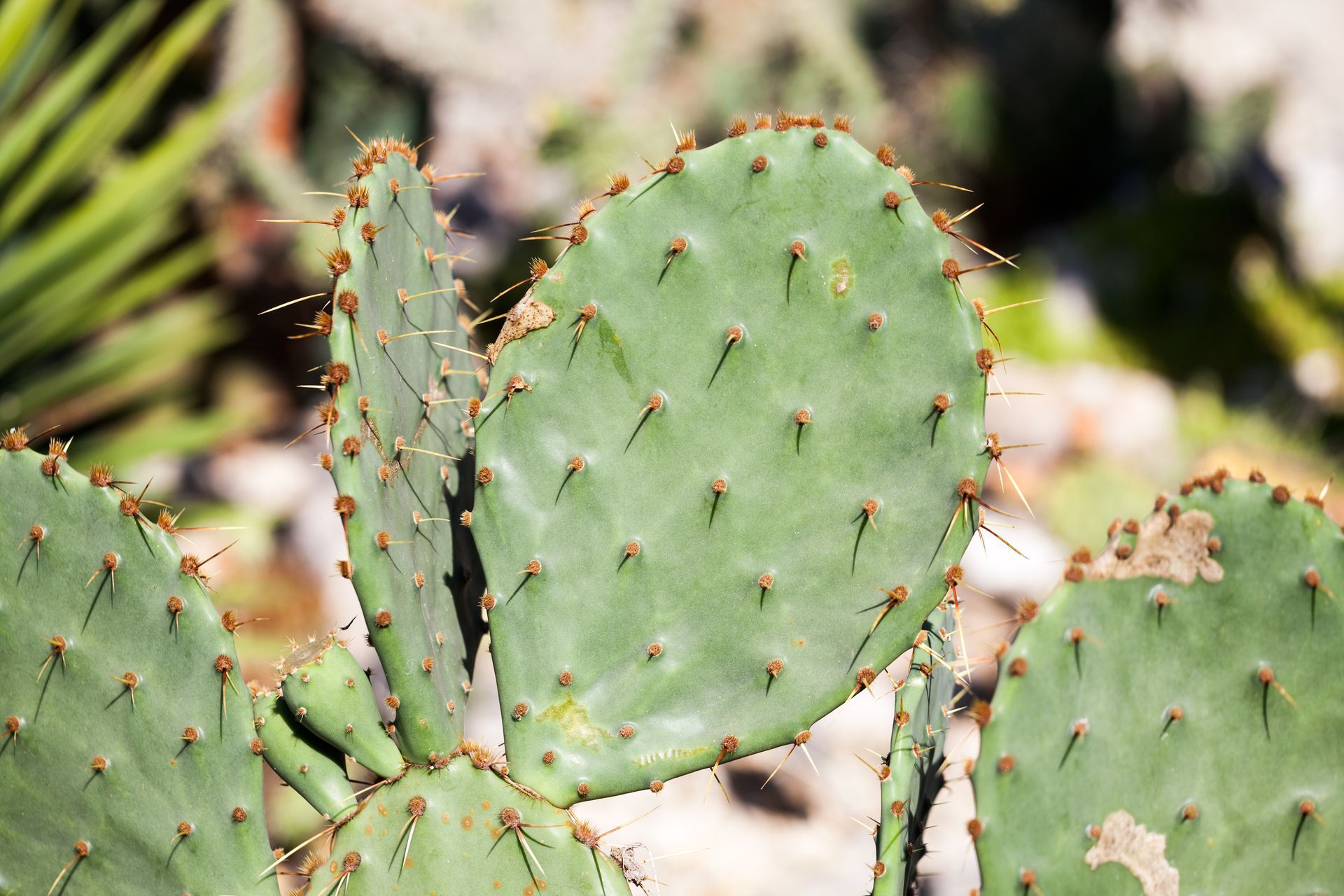 xeriscaping in Round Rock