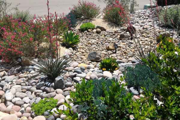 A rock garden with various plants, including green bushes, succulents, and flowering shrubs, outdoors in sunlight.