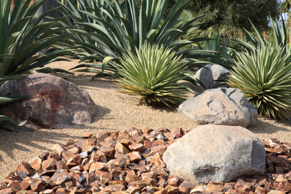 Agave plants and large rocks in a xeriscape garden with tan and brown gravel.
