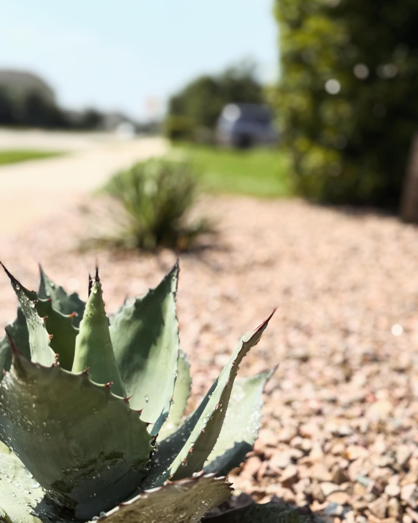 Close-up of spiky green succulent in a gravel bed; blurred road and greenery in the background on a sunny day.