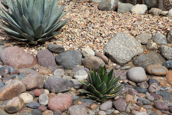 Succulent plants with blue-green and green-white leaves, surrounded by rocks and gravel.