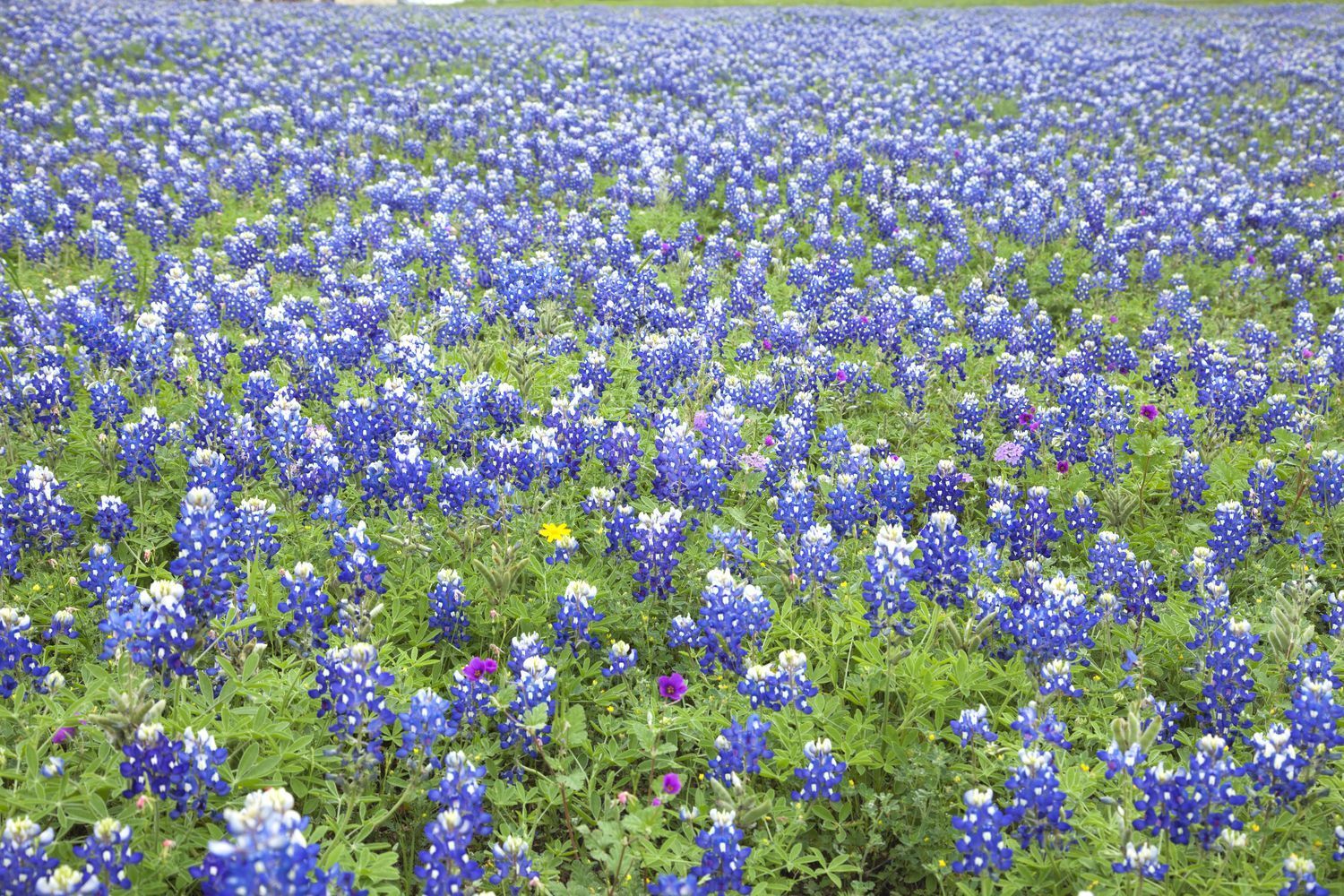 bluebonnets in a texas xeriscape bluebonnets in a texas xeriscape