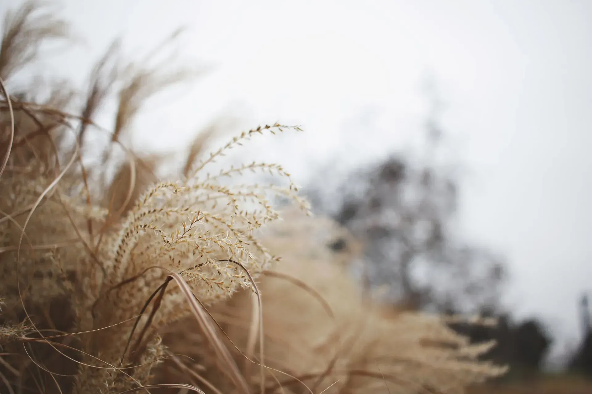 Combatting invasive weeds and pests in Round Rock