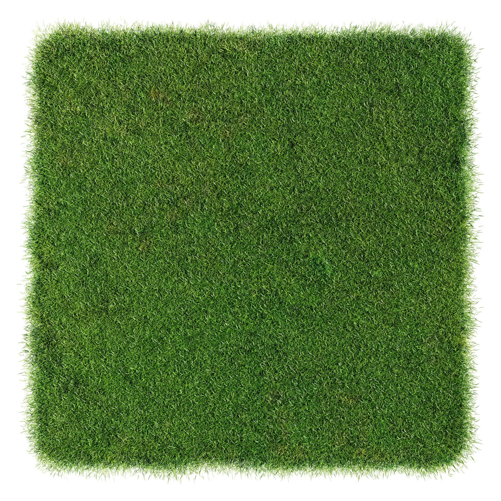 Square patch of green grass against a white background.