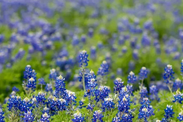 Native central texas plants in Round Rock TX