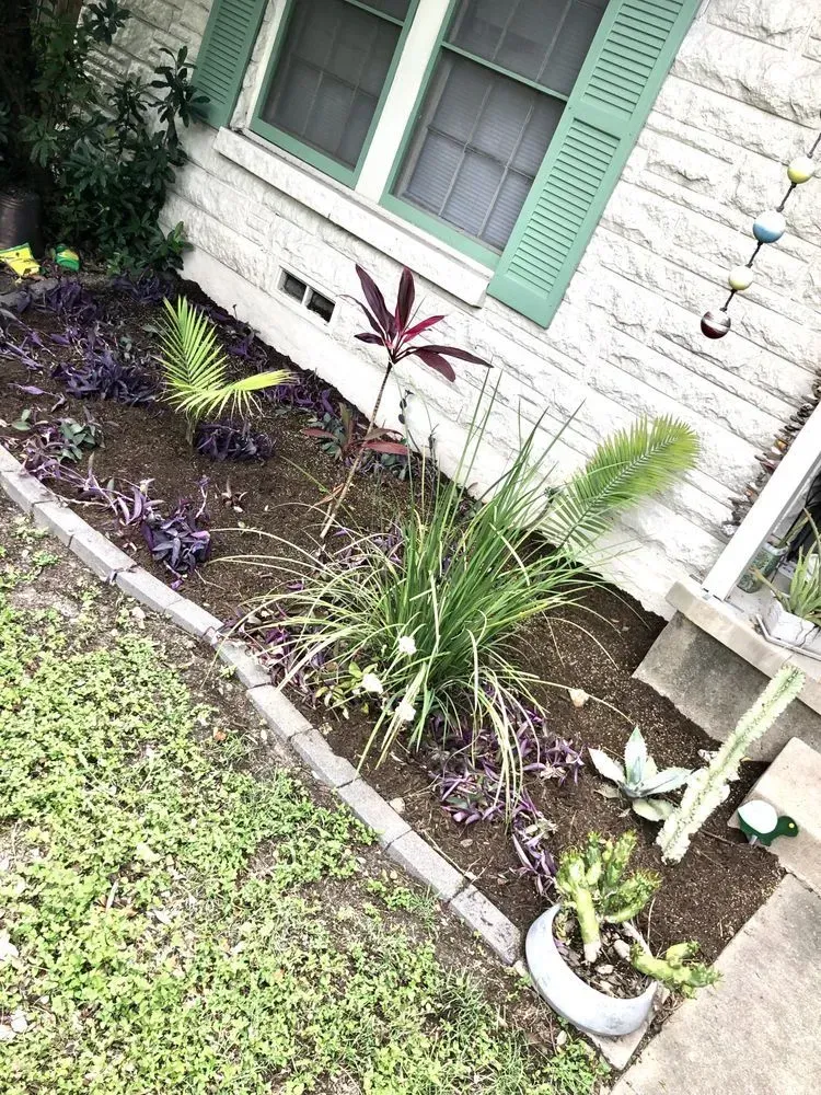 native texas plants in round rock tx