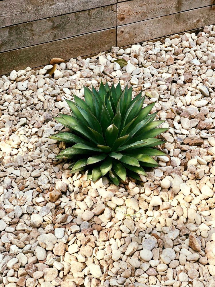 Green agave plant in a bed of beige gravel, next to a wooden fence.
