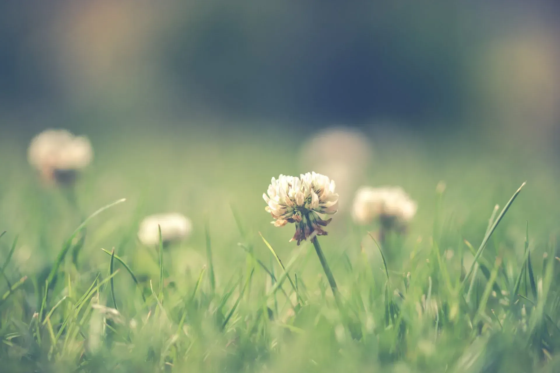 Weed and pest prevention techniques in Round Rock