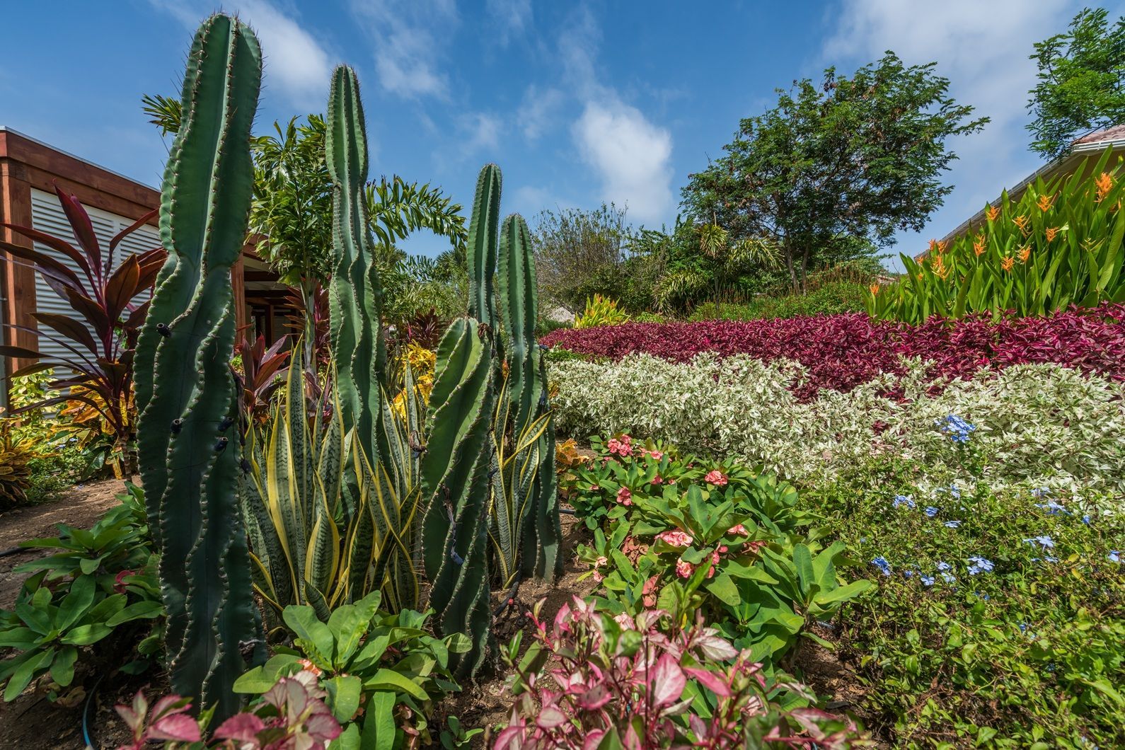 Texas xeriscape with native plants and mulch