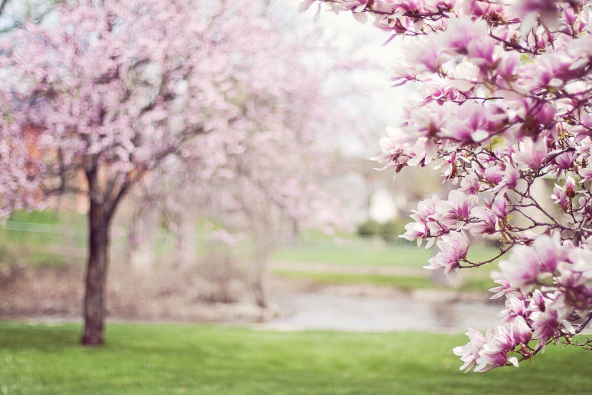 Symbolbild für Natur und Rückkehr in den Kreislauf Baum mit rosa Blüten – Baumbestattung als Naturbestattung