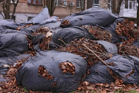 yard waste removal
rent dumpster
dumpster rental