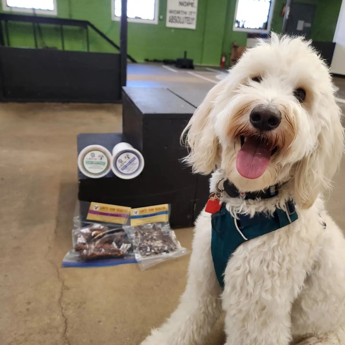 Fluffy white dog in teal harness smiling indoors beside pet treats and ribbons on the floor