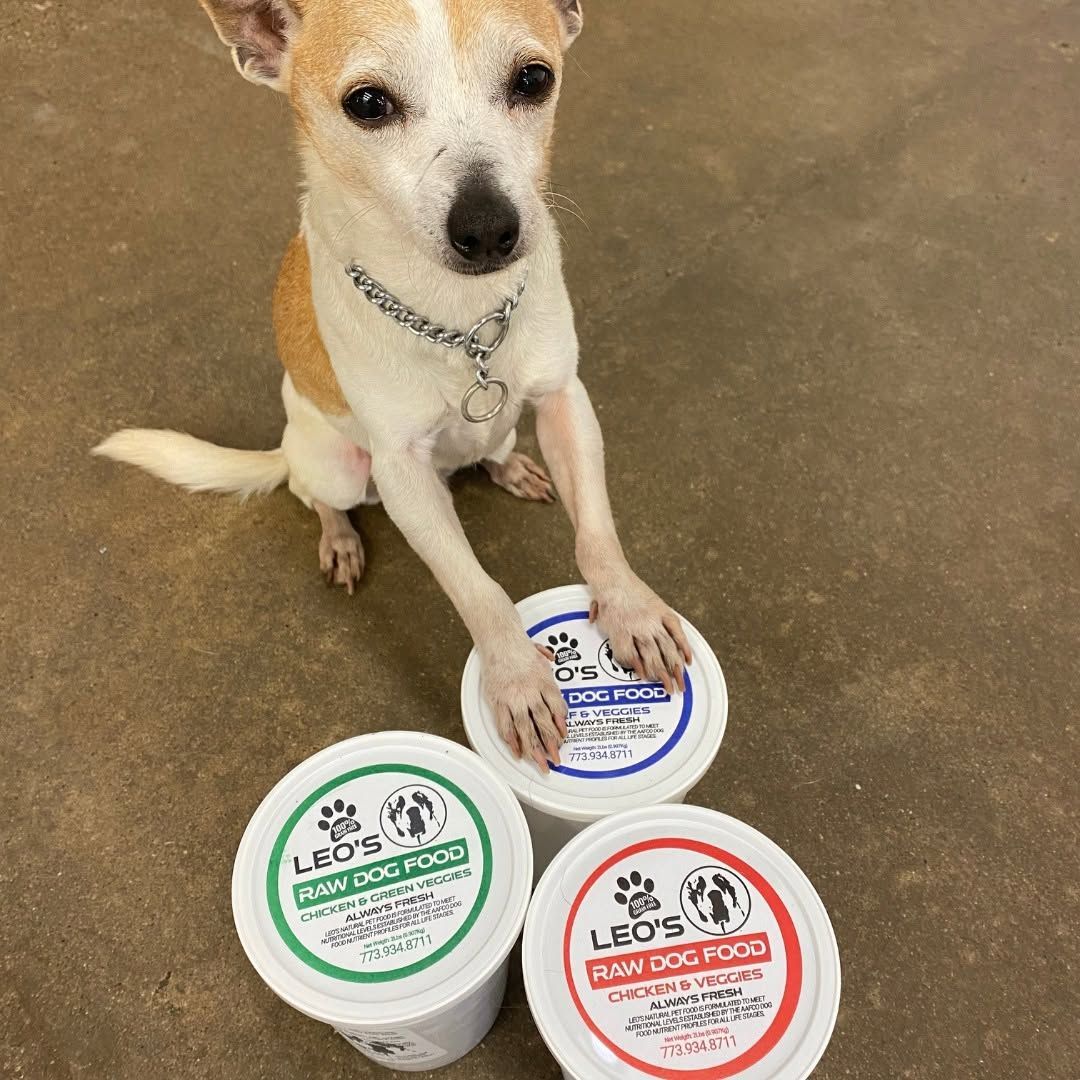 Small tan-and-white dog with paws on three colorful LEO’S dog food tubs on a concrete floor.