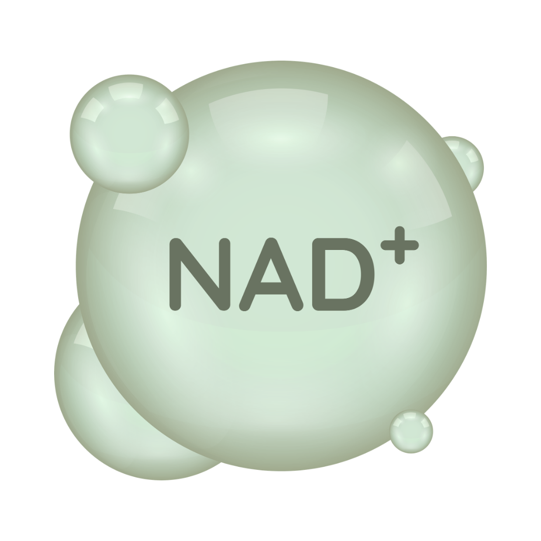 Pale green molecular model labeled NAD+ with connected spheres