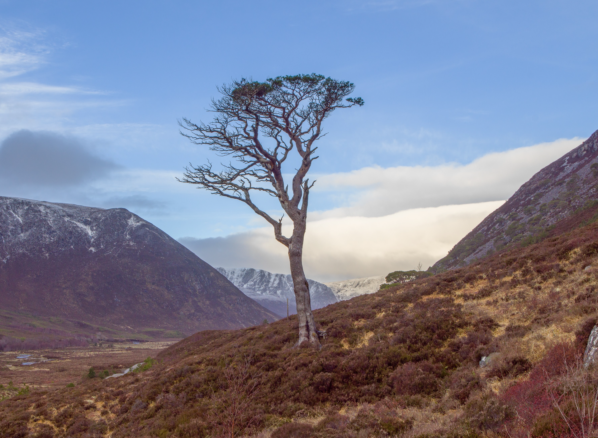 Pauls Ancient Scots Pine Alladale Scotland