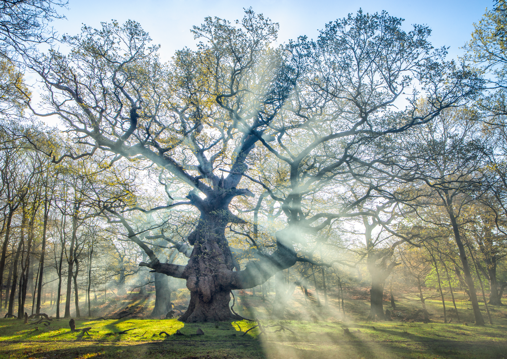 The sun is shining through the branches of a tree in a forest.