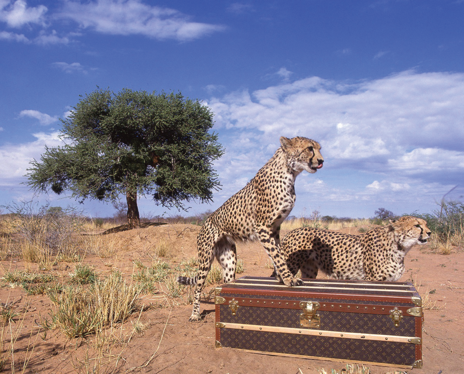 Two cheetahs standing on top of a trunk in the desert