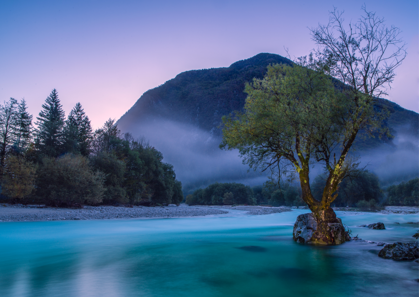 A tree is growing out of a rock in the middle of a river.