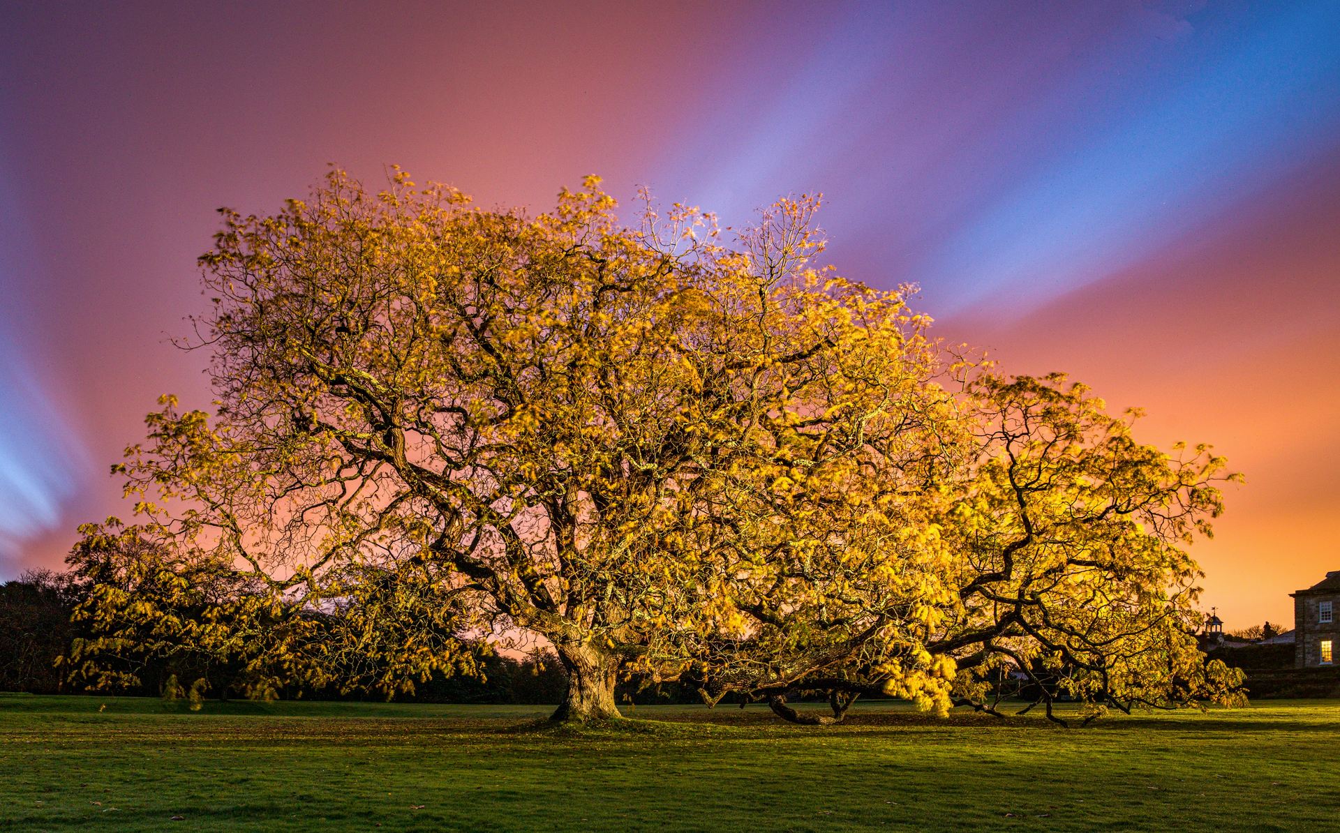 A large tree in a field at sunset with the sun shining through the leaves.