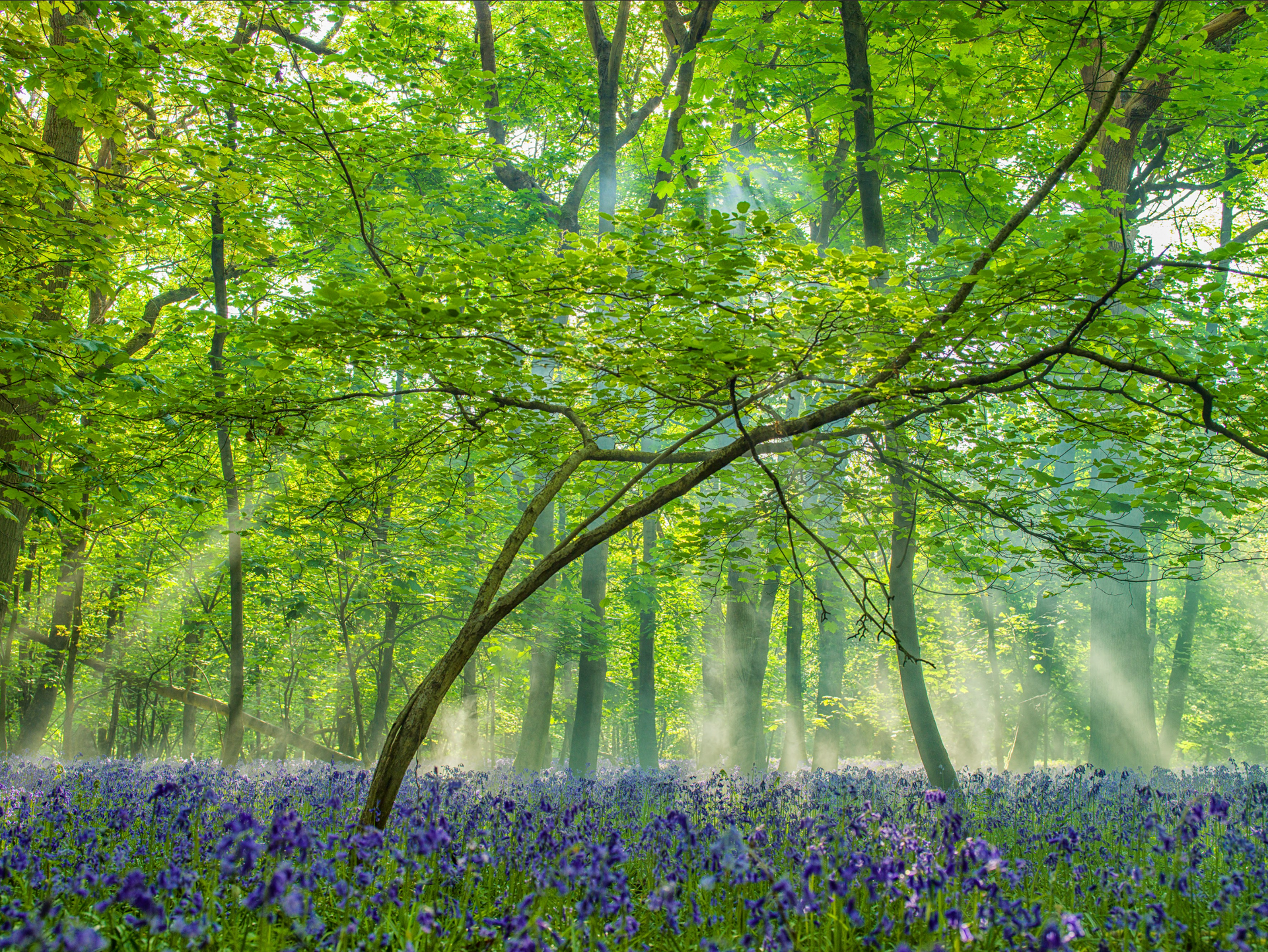 The sun is shining through the trees in the forest.